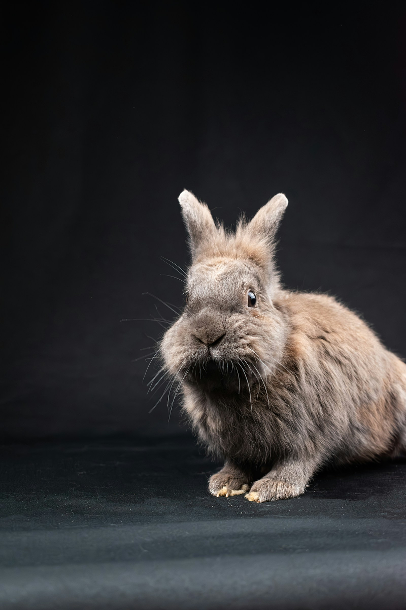 Lionhead Rabbit